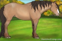 Horse Color:Amber Champagne 