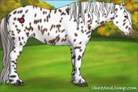 Horse Color:Bay Roan Leopard 