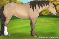 Horse Color:Amber Cream Champagne