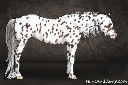 Horse Color:Liver Chestnut Appaloosa 
