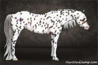 Horse Color:Liver Chestnut Appaloosa