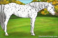Horse Color:White Spotted Black Appaloosa 