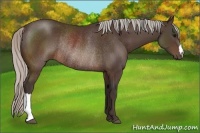 Horse Color:Silver Brown Rabicano 