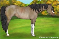 Horse Color:Bay Dun Rabicano 