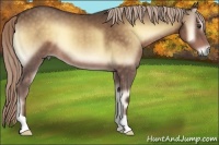 Horse Color:Chocolate Palomino Onyx 
