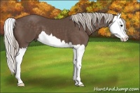 Horse Color:Silver Black Splash 