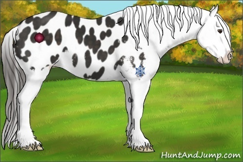 Horse Color:Liver Chestnut Appaloosa 