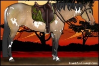Horse Color:White Spotted Bay Dun