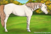 Horse Color:Amber Cream Champagne Pearl