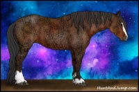 Horse Color:Bay Ice Sabino 