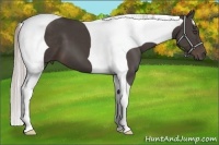 Horse Color:Silver Black Tobiano 