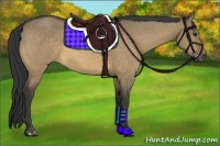 Horse Color:Buckskin Dun
