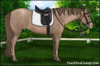 Horse Color:Black Pearl Sabino