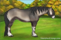 Horse Color:Blue Onyx 