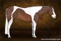 Horse Color:Silver Brown Splash Tobiano 