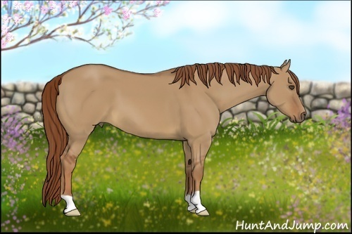 Horse Color:Red Dun 