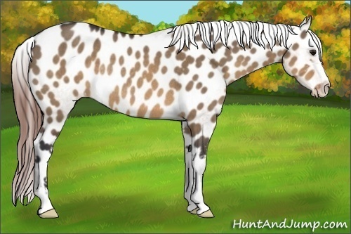 Horse Color:Brown Dun Sabino Appaloosa Rabicano 