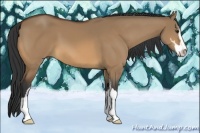 Horse Color:Bay Dun Sabino
