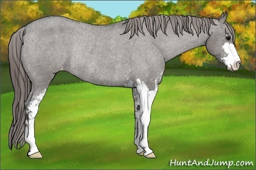 Horse Color:Grullo Sabino Varnish Rabicano