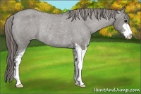 Horse Color:Grullo Sabino Varnish Rabicano 