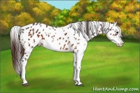 Horse Color:Bay Sabino Near Leopard Brindle