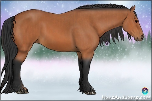 Horse Color:Bay  and Bay 