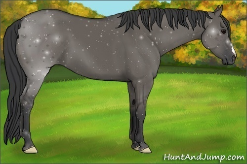Horse Color:Grullo