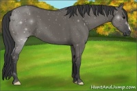 Horse Color:Grullo