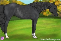 Horse Color:Black Rabicano 