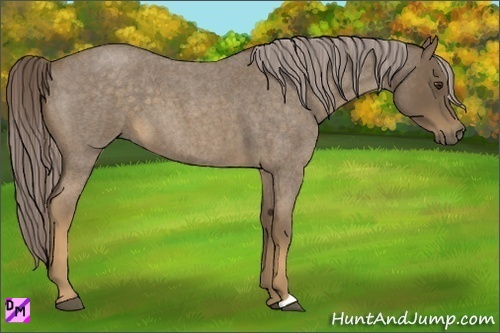 Horse Color:Chocolate Palomino Roan 