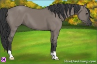Horse Color:Grullo 