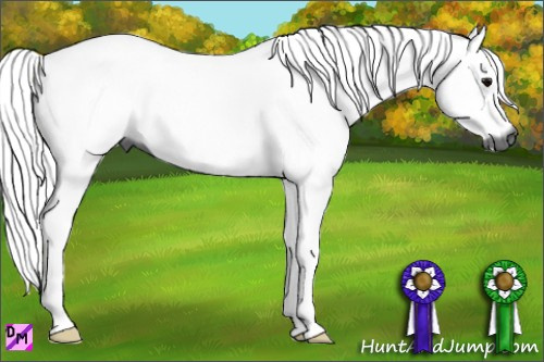 Horse Color:Gray Black 