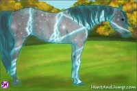 Horse Color:Thunderstruck Blue Roan
