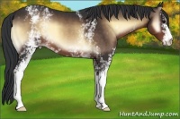 Horse Color:White Spotted Brown Onyx 