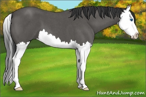 Horse Color:Blue Roan Splash