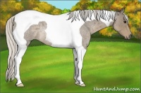 Horse Color:Silver Smoky Blue Roan Tobiano Rabicano