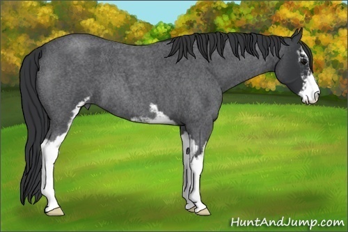 Horse Color:Blue Roan Sabino 