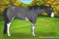 Horse Color:Blue Roan Sabino 