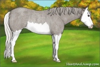Horse Color:Silver Blue Roan Splash Rabicano 