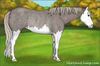 Horse Color:Silver Blue Roan Splash Rabicano