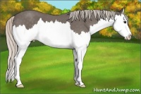Horse Color:Silver Blue Roan Sabino Splash 