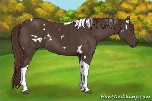 Horse Color:White Spotted Liver Chestnut Tobiano 