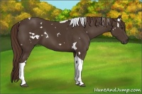 Horse Color:White Spotted Liver Chestnut Tobiano 