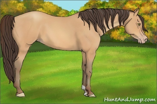 Horse Color:Amber Champagne