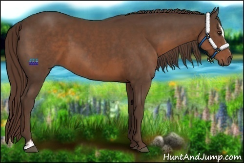 Horse Color:Liver Chestnut Sabino