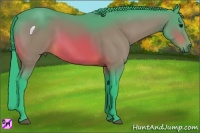 Horse Color:Watercolor Bay 
