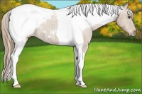 Horse Color:Buckskin Tobiano Varnish 