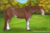 Horse Color:Chestnut Sabino