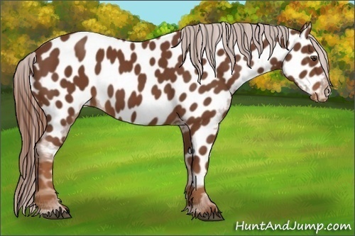 Horse Color:Chestnut Near Leopard 