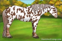 Horse Color:Chestnut Near Leopard 